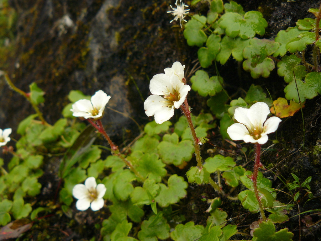 Saxifraga asarifolia