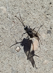 Evania appendigaster