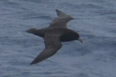 Procellaria aequinoctialis