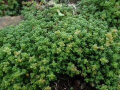 Sedum anglicum