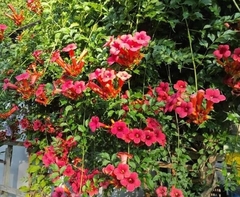 Campsis grandiflora