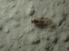 Ectopsocus