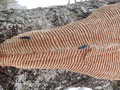 Synoeca septentrionalis