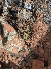 Phemeranthus confertiflorus