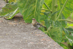 Fringilla coelebs moreletti