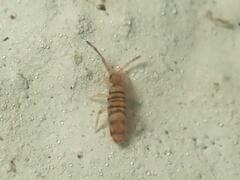 Entomobrya nigrocincta