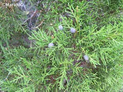 Juniperus angosturana