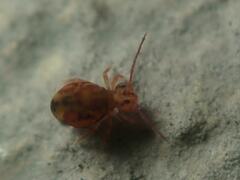 Dicyrtomina ornata