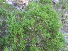 Juniperus angosturana