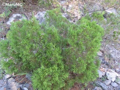 Juniperus angosturana