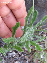 Verbena canescens
