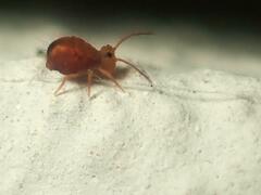 Dicyrtomina ornata