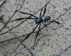 Trichonephila fenestrata