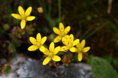 Saxifraga brunonis
