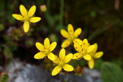 Saxifraga brunonis