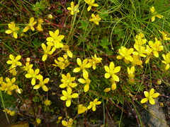 Saxifraga brunonis