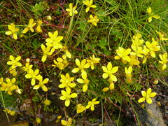 Saxifraga brunonis