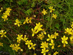Saxifraga brunonis