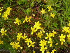 Saxifraga brunonis