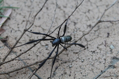 Trichonephila fenestrata