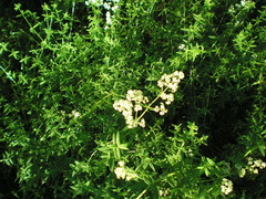 Galium rubioides
