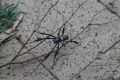 Trichonephila fenestrata
