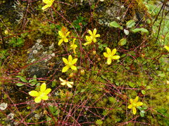 Saxifraga brunonis