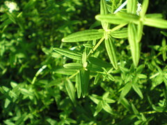 Galium rubioides