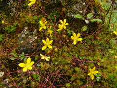 Saxifraga brunonis