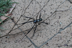 Trichonephila fenestrata