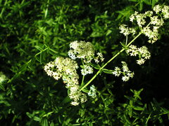 Galium rubioides