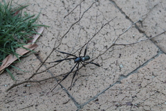 Trichonephila fenestrata
