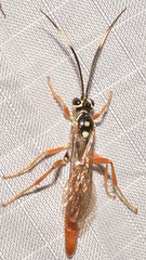 Cratichneumon w-album