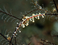 Eubranchus putnami