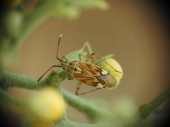 Closterotomus krueperi