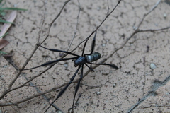 Trichonephila fenestrata