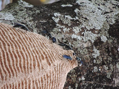 Synoeca septentrionalis