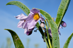 Solanum glaucophyllum