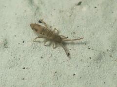 Entomobrya nivalis