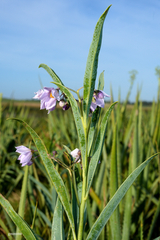 Solanum glaucophyllum