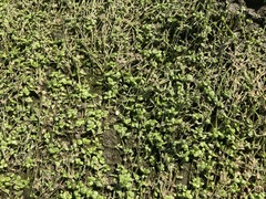 Callitriche stagnalis