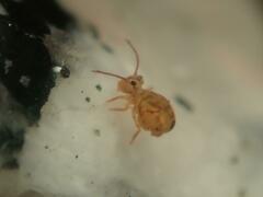 Dicyrtomina ornata