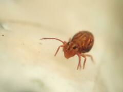 Dicyrtomina ornata