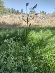Alisma