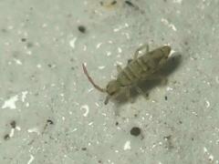 Entomobrya nivalis