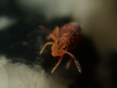 Dicyrtomina ornata
