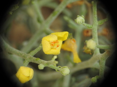Verbascum spinosum