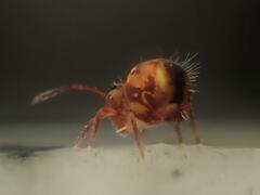 Dicyrtomina ornata
