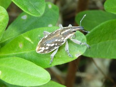 Cyphocleonus armitagei