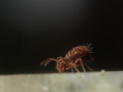 Dicyrtomina ornata